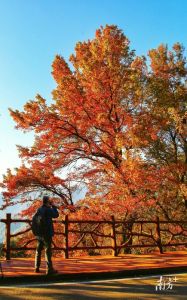 帽峰山森林公园门票，帽峰山森林公园门票停车费？