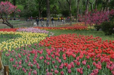 北京植物园景点介绍，北京植物园有哪些景点和植物